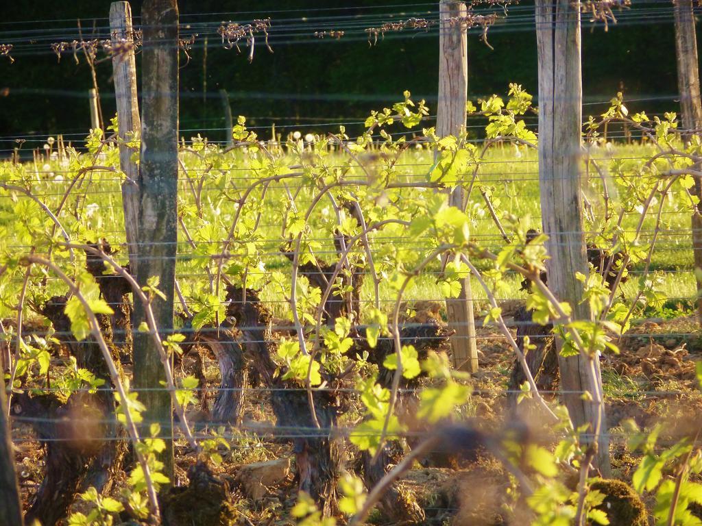 Domaine Joseph Lafarge Wine Resort Oeno-Tonneaux Experience Lugny Kültér fotó