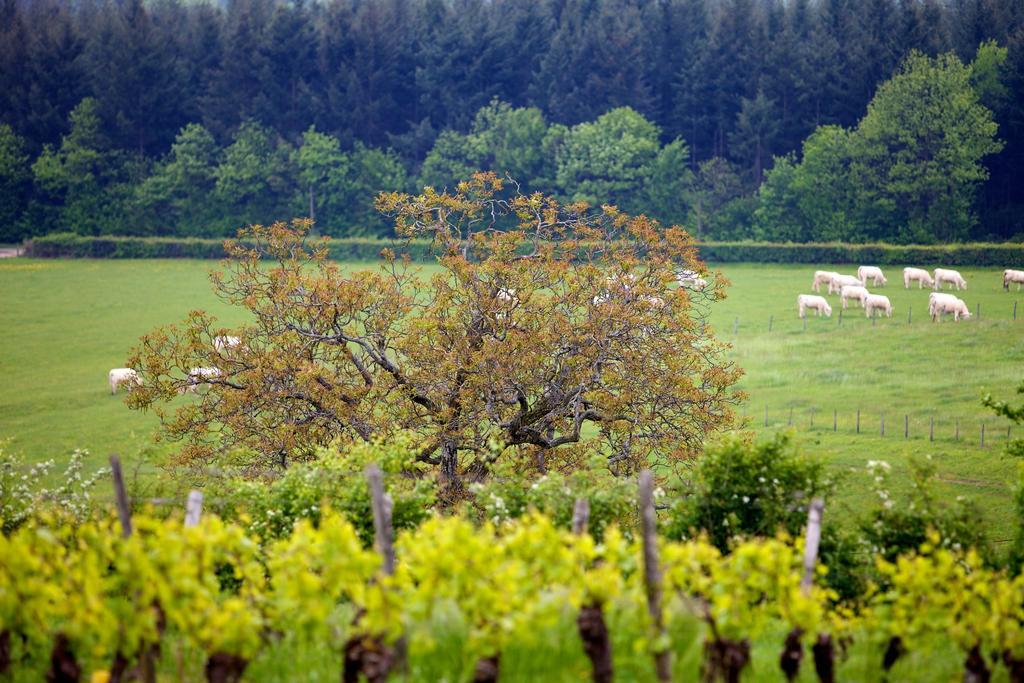 Domaine Joseph Lafarge Wine Resort Oeno-Tonneaux Experience Lugny Kültér fotó
